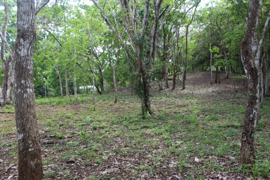 Forestal(1)