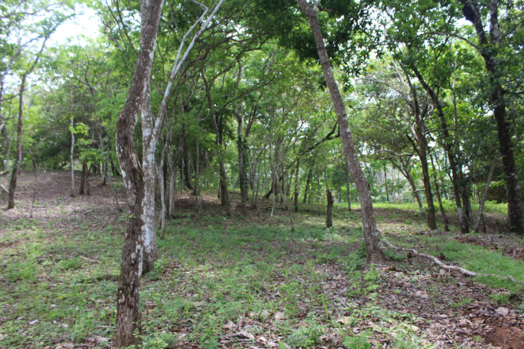Forestal(2)