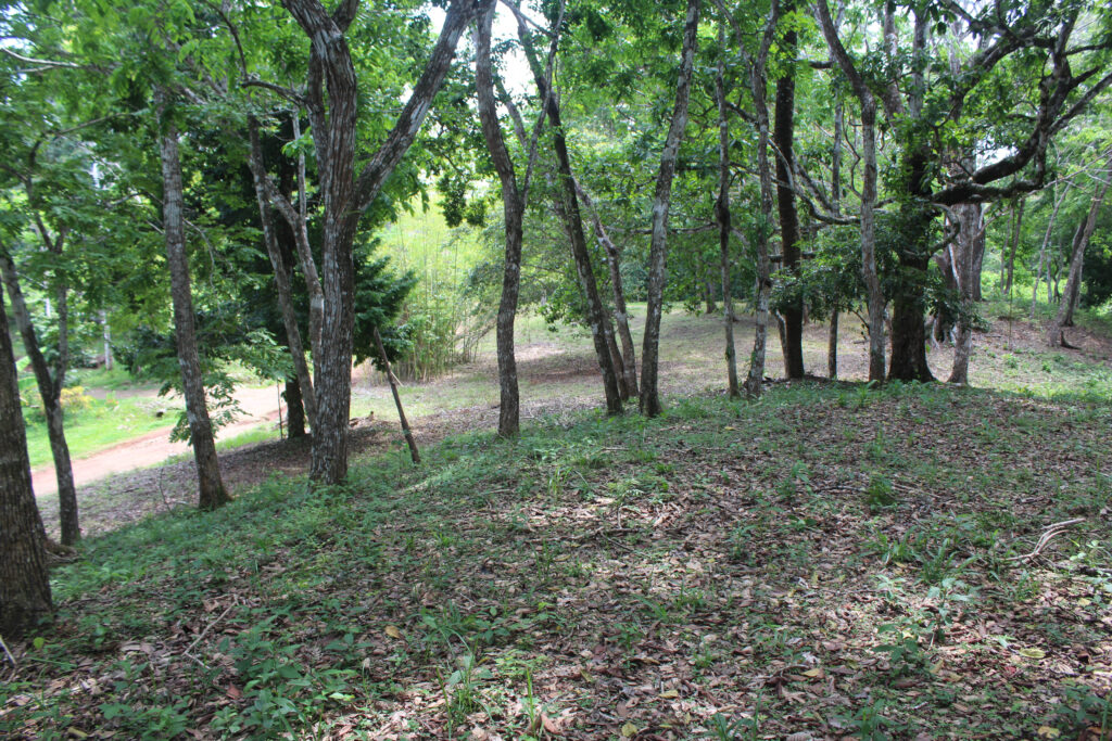 Forestal(3)