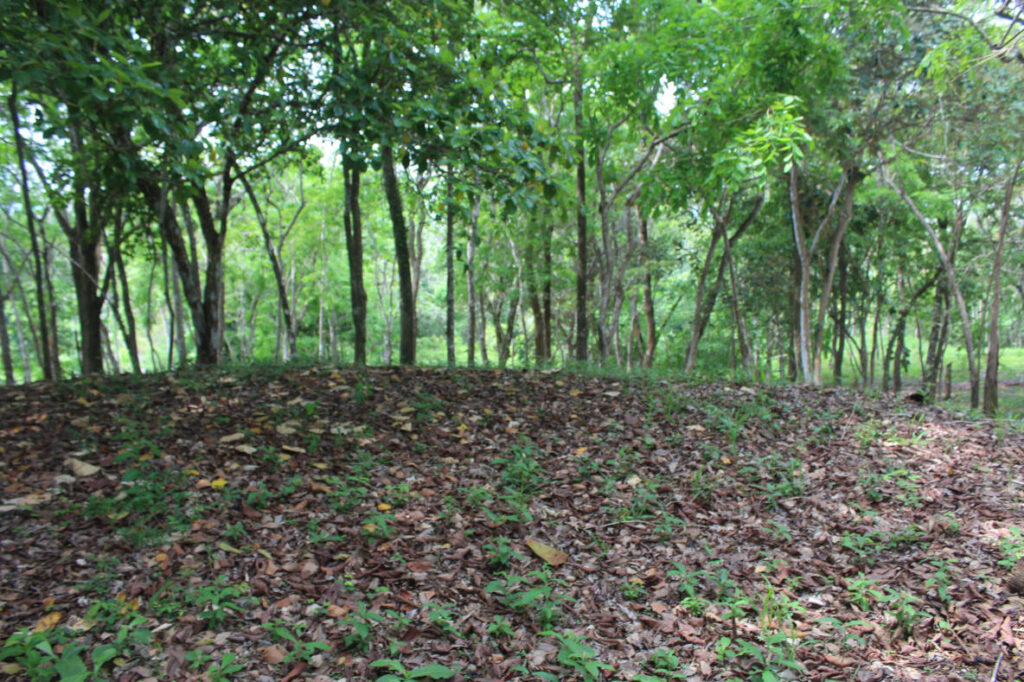 Forestal(4)